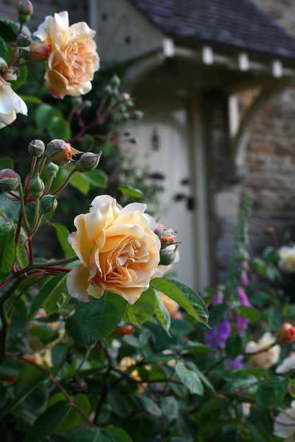 incorporate existing roses. Color echoes that of the grapefruit and orange trees