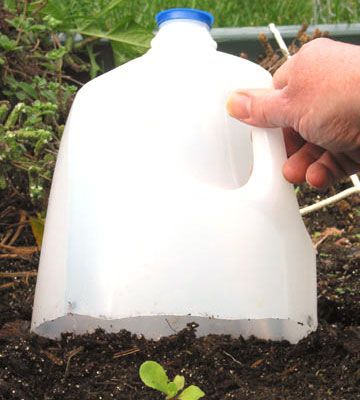 Mini greenhouse ~ Cut the bottom off a gallon milk jug and when a cold snap is i