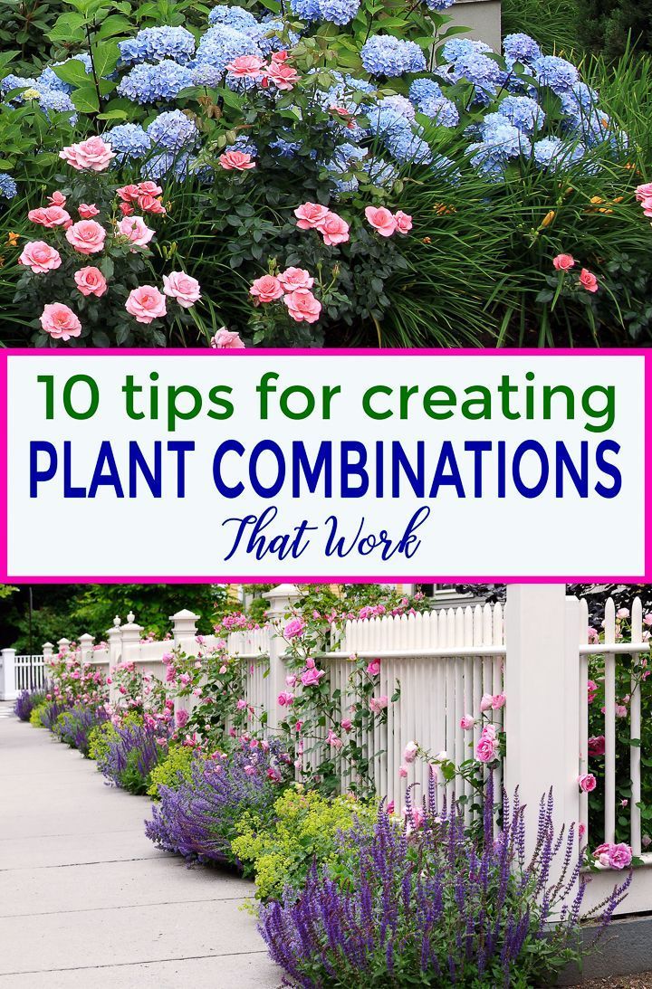 10 Tips For Creating Plant Combinations That Work - Gardening @ From House To Home - 10 Tips For Creating Plant Combinations That Work - Gardening @ From House To Home -   18 beauty Flowers garden ideas