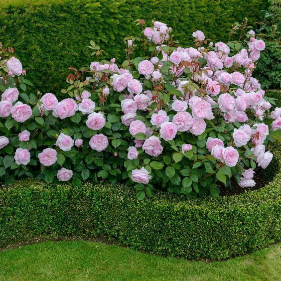English Rose additions to my Cottage Garden - Flower Patch Farmhouse - English Rose additions to my Cottage Garden - Flower Patch Farmhouse -   18 beauty Flowers garden ideas