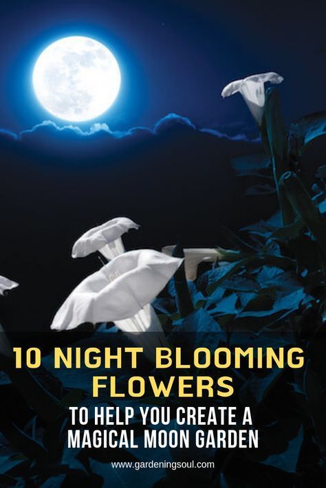 10 Night Blooming Flowers To Help You Create A Magical Moon Garden - 10 Night Blooming Flowers To Help You Create A Magical Moon Garden -   18 beauty Flowers garden ideas