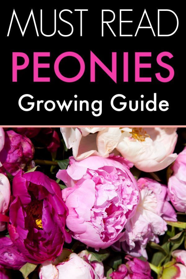 How to Grow Peonies - How to Grow Peonies -   18 beauty Flowers garden ideas