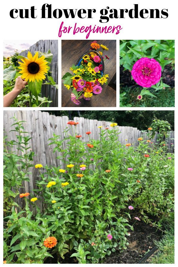 Creating a Cut Flower Garden for Beginners - Creating a Cut Flower Garden for Beginners -   18 beauty Flowers garden ideas