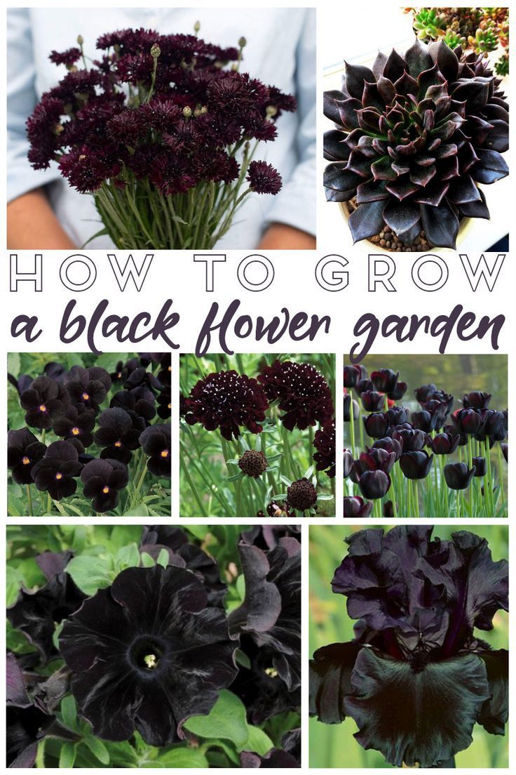 How to Grow a Black Flower Garden - Living La Vida Holoka - How to Grow a Black Flower Garden - Living La Vida Holoka -   18 beauty Flowers garden ideas
