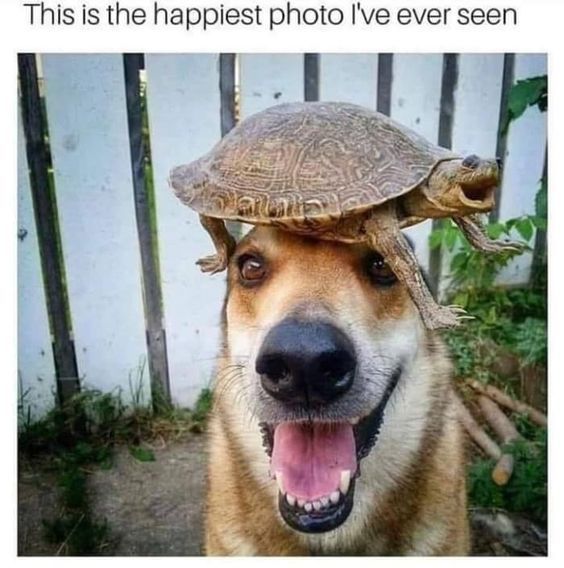 Nope I Really Don't think this is Normal (34 Photos) - Page 4 of 8 - LOL WHY - Nope I Really Don't think this is Normal (34 Photos) - Page 4 of 8 - LOL WHY -   21 beauty Animals photos ideas