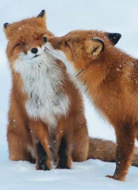 High-Quality Gathering Of Fox Pictures To Spread The Love (15 Pics) - High-Quality Gathering Of Fox Pictures To Spread The Love (15 Pics) -   21 beauty Animals photos ideas
