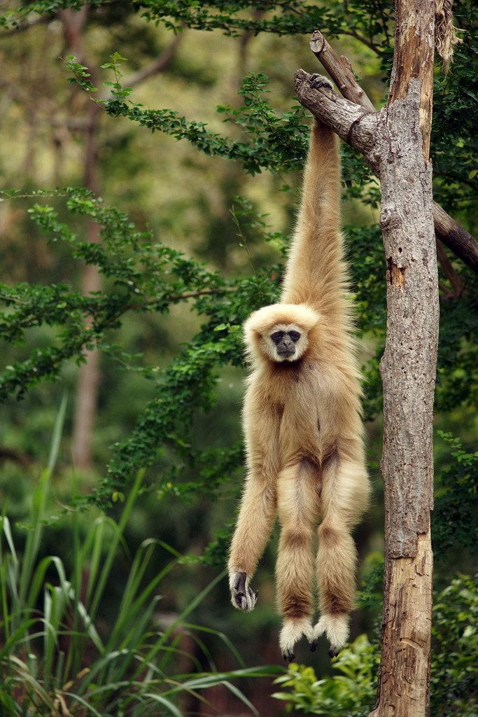 The Gibbon - The Gibbon -   21 beauty Animals photos ideas