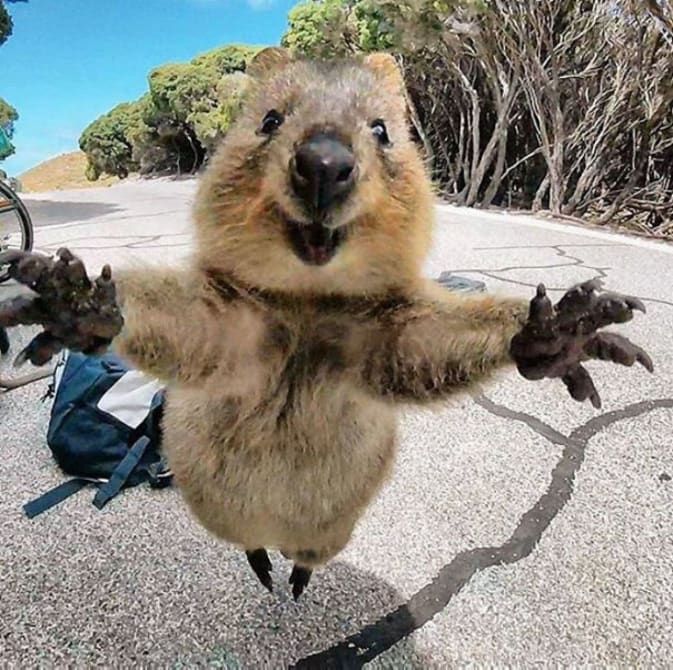 15 Photos That Prove Quokkas Are the Happiest Animals in the World - 15 Photos That Prove Quokkas Are the Happiest Animals in the World -   21 beauty Animals photos ideas