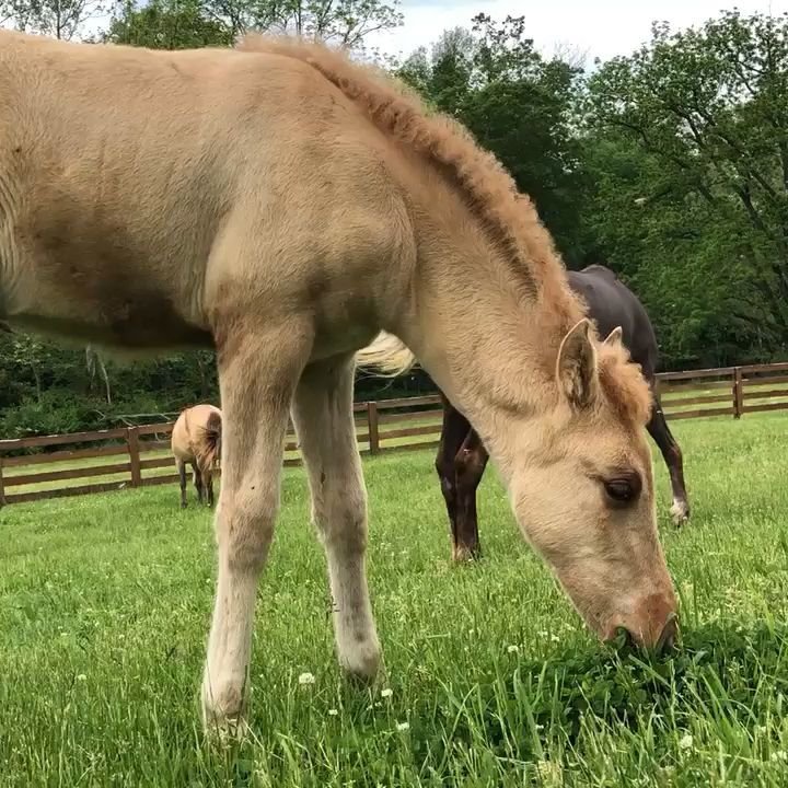 Cute baby horse - Cute baby horse -   beauty Animals farm