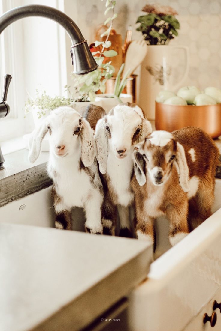 Welcoming The Baby Goats To The Stenner Farm - Lana Stenner - Welcoming The Baby Goats To The Stenner Farm - Lana Stenner -   11 beauty Animals farm ideas