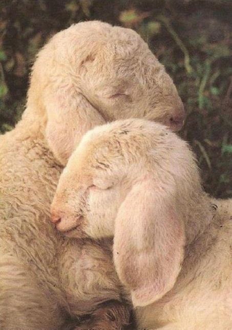 lamb #animalsbeautiful - lamb #animalsbeautiful -   11 beauty Animals farm ideas