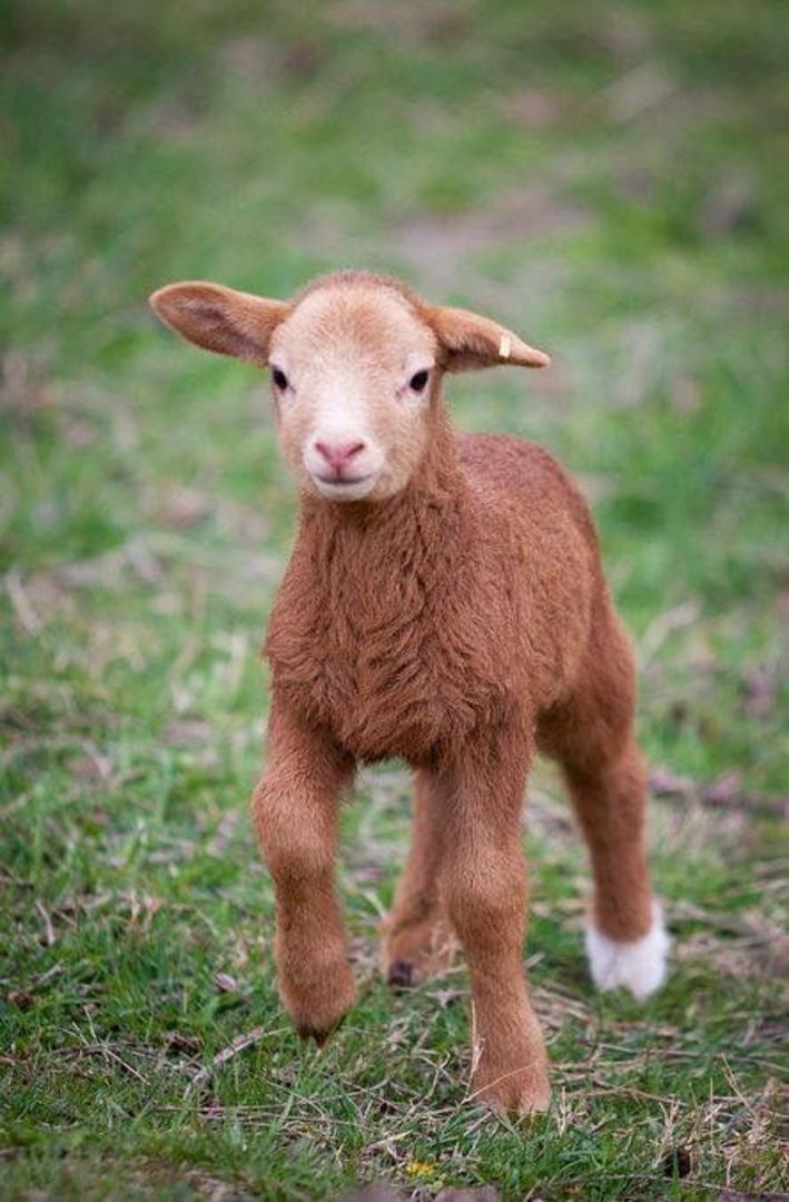 The Cutest Lambs You Will Ever See  | Atmo - The Cutest Lambs You Will Ever See  | Atmo -   11 beauty Animals farm ideas
