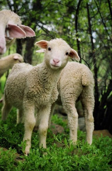 11 beauty Animals farm ideas