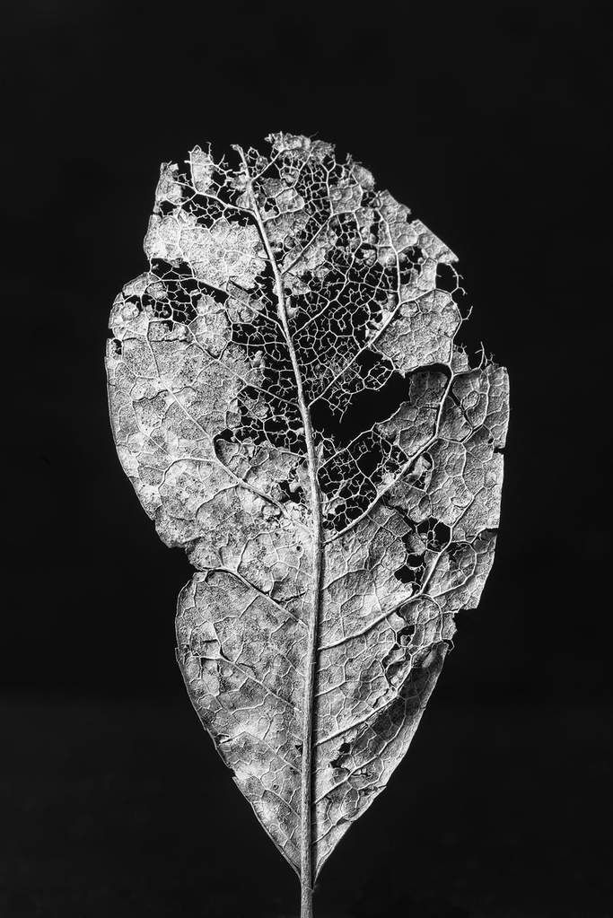 Leaf Skeleton on Black Background: Black and White Photograph (DSC02490) - Leaf Skeleton on Black Background: Black and White Photograph (DSC02490) -   14 beauty Black background ideas