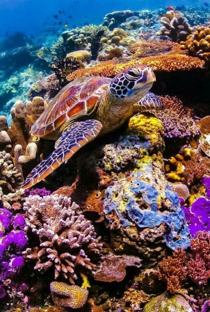 22+ ideas nature photography sea coral reefs for 2019 - 22+ ideas nature photography sea coral reefs for 2019 -   15 beauty Photography sea ideas