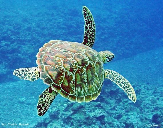 Sea Turtle Original Photography - Printed on Aluminum -Nautical Home Decor- Photographed in Hawaii- Available in a variety of sizes - Sea Turtle Original Photography - Printed on Aluminum -Nautical Home Decor- Photographed in Hawaii- Available in a variety of sizes -   15 beauty Photography sea ideas