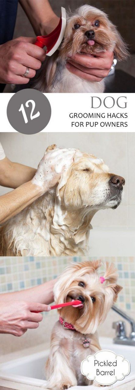 15 diy Dog bath ideas