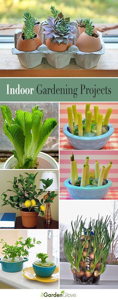 Clever & Cool Indoor Garden Ideas & Projects | The Garden Glove - Clever & Cool Indoor Garden Ideas & Projects | The Garden Glove -   15 diy Garden indoor ideas