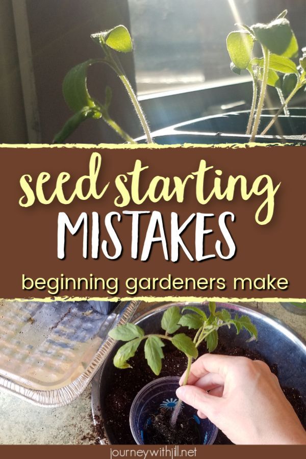 5 Seed Starting Mistakes Beginning Gardeners Make - The Beginner's Garden - 5 Seed Starting Mistakes Beginning Gardeners Make - The Beginner's Garden -   15 diy Garden indoor ideas