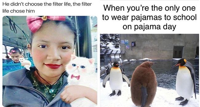 20 Hot Fresh Animal Memes To Mix In Your Morning Coffee - 20 Hot Fresh Animal Memes To Mix In Your Morning Coffee -   17 beauty Day meme ideas