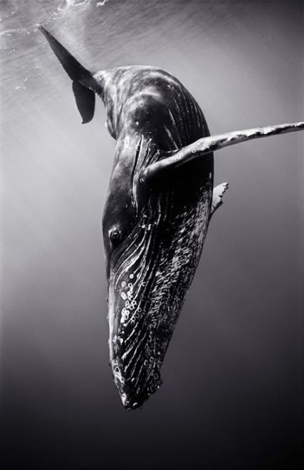 Black And White Nature Photography Ocean Animals 56 Super Ideas - Black And White Nature Photography Ocean Animals 56 Super Ideas -   14 beauty Photography ocean ideas
