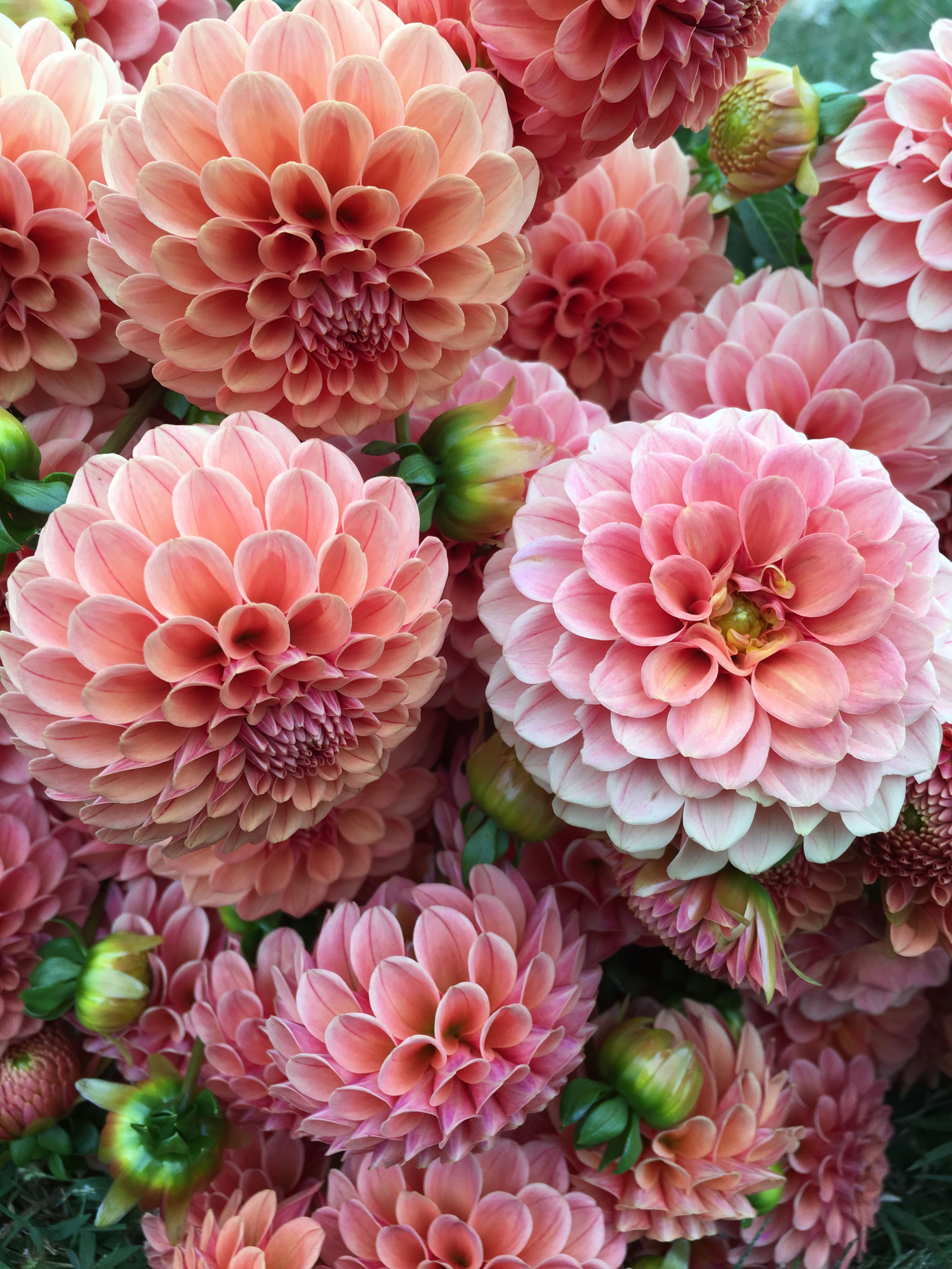 Dahlia 'Rose Toscano' - Dahlia 'Rose Toscano' -   15 beauty Flowers dahlias ideas