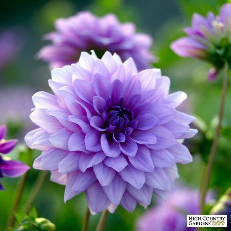 Blue Boy Dahlia - Blue Boy Dahlia -   15 beauty Flowers dahlias ideas