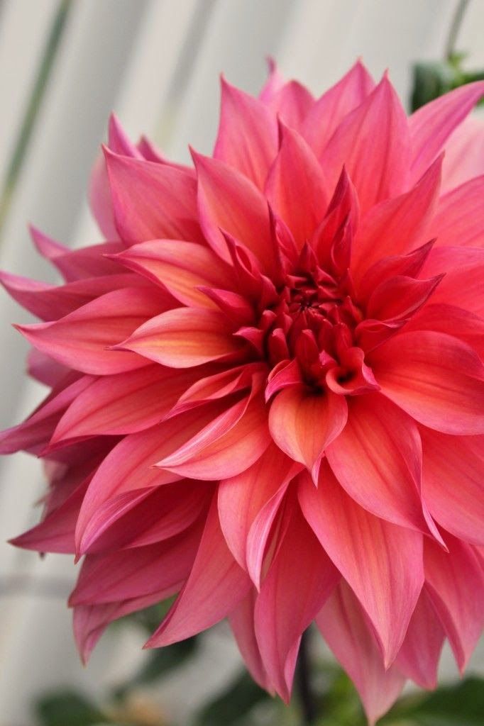 Four Reasons Why Dahlias Are the Perfect Wedding Flowers! - Four Reasons Why Dahlias Are the Perfect Wedding Flowers! -   15 beauty Flowers dahlias ideas