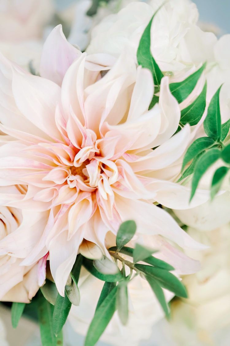 15 beauty Flowers dahlias ideas