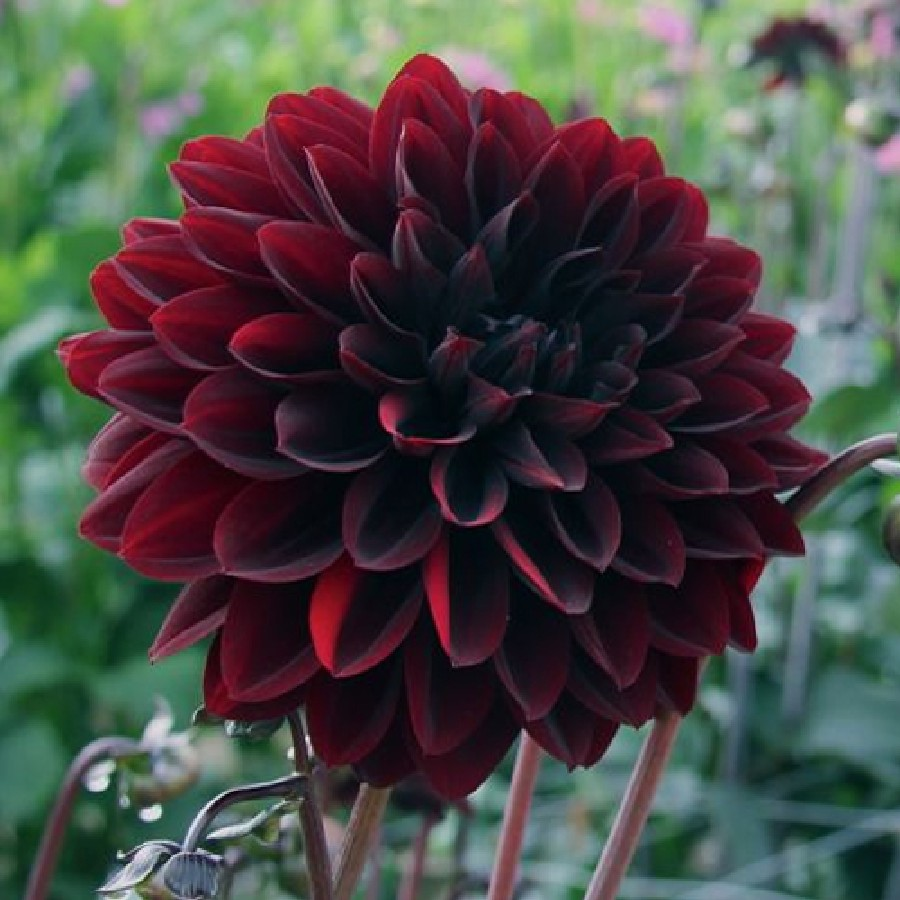 15 beauty Flowers dahlias ideas