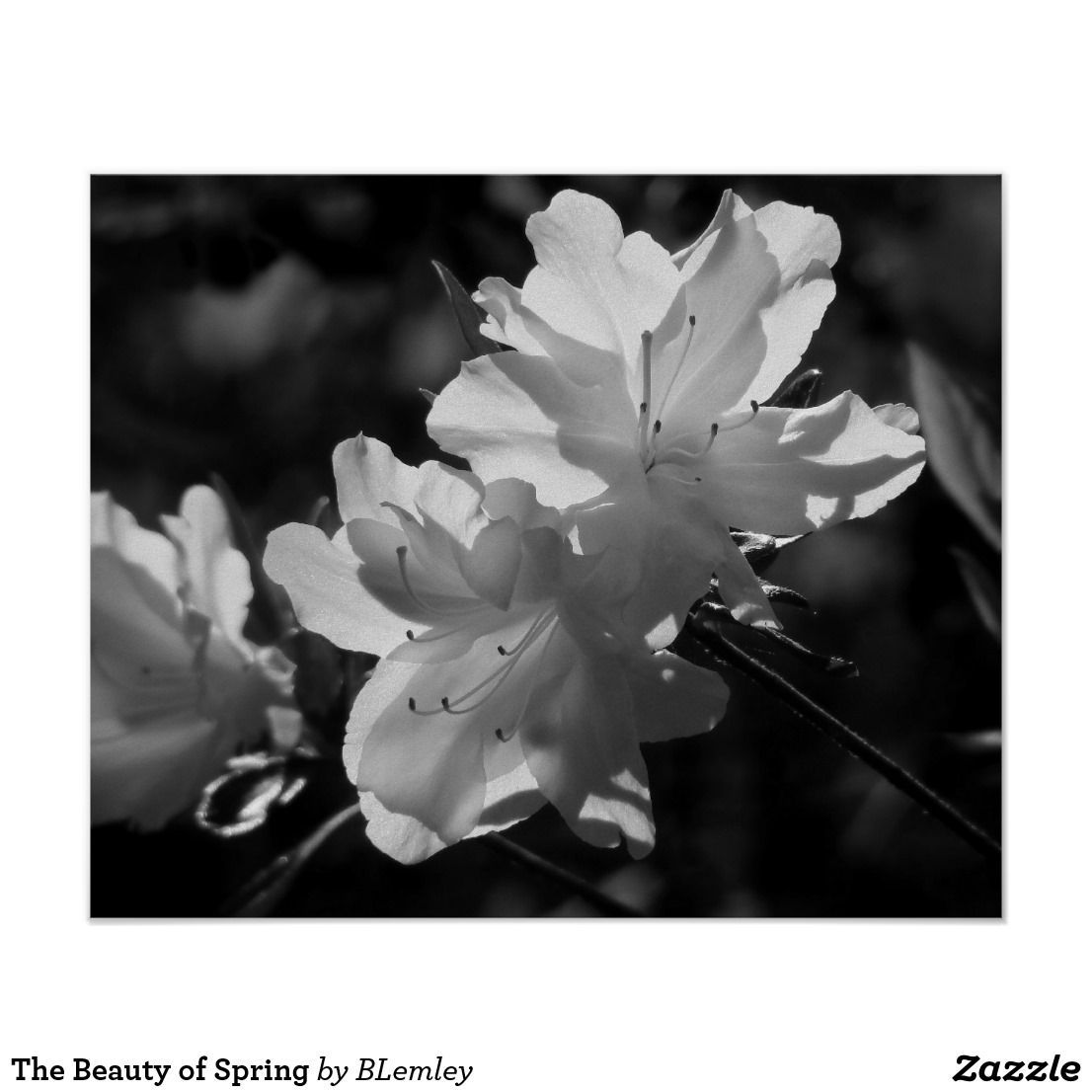The Beauty of Spring Poster | Zazzle.com - The Beauty of Spring Poster | Zazzle.com -   15 beauty Images of spring ideas