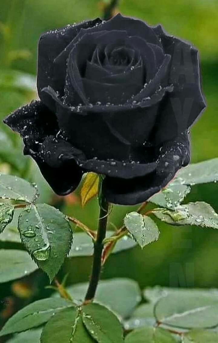 Black Rose Flower Meaning - Black Rose Flower Meaning -   16 beauty Flowers roses ideas