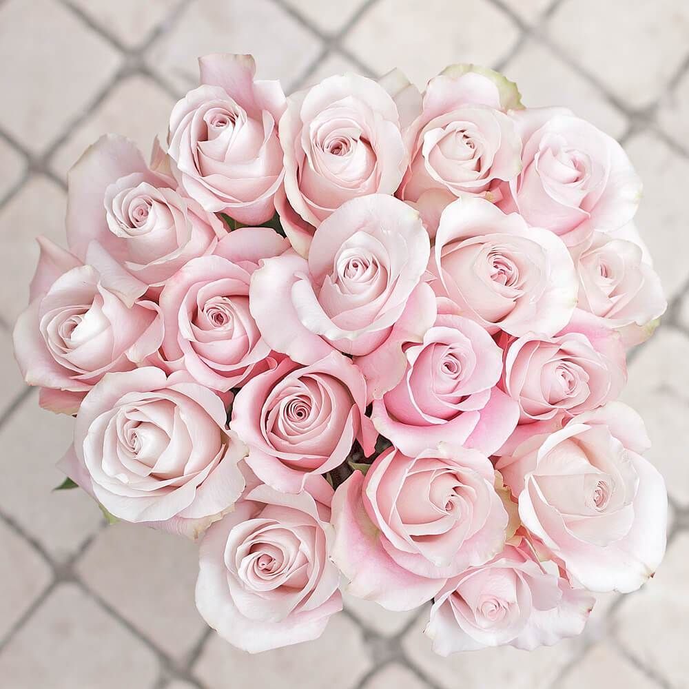 Light Pink Rose - Light Pink Rose -   16 beauty Flowers roses ideas