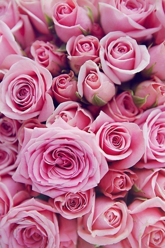 16 beauty Flowers roses ideas