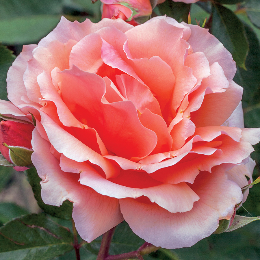 Apricot Candy™ Hybrid Tea Rose - Apricot Candy™ Hybrid Tea Rose -   16 beauty Flowers roses ideas
