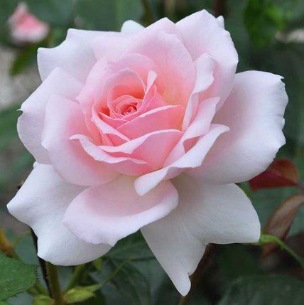 16 beauty Flowers roses ideas