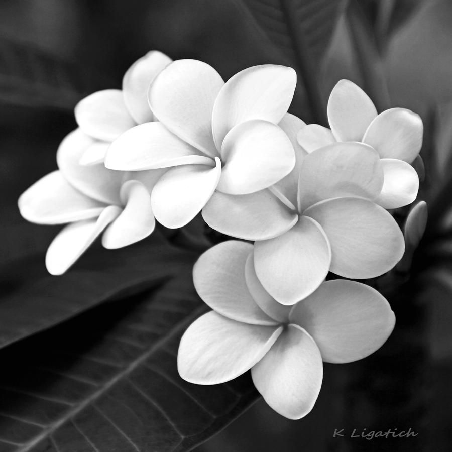 Plumeria - Black And White by Kerri Ligatich - Plumeria - Black And White by Kerri Ligatich -   18 beauty Images black and white ideas