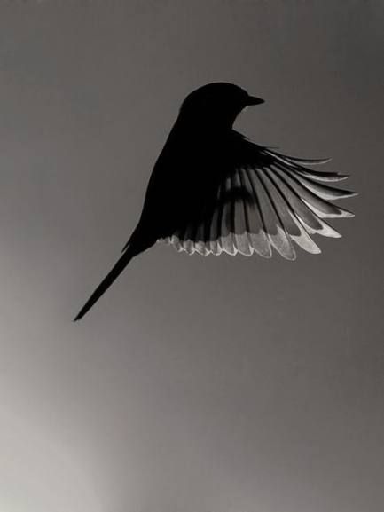 53 ideas bird black and white photography nature for 2019 - 53 ideas bird black and white photography nature for 2019 -   18 beauty Images black and white ideas