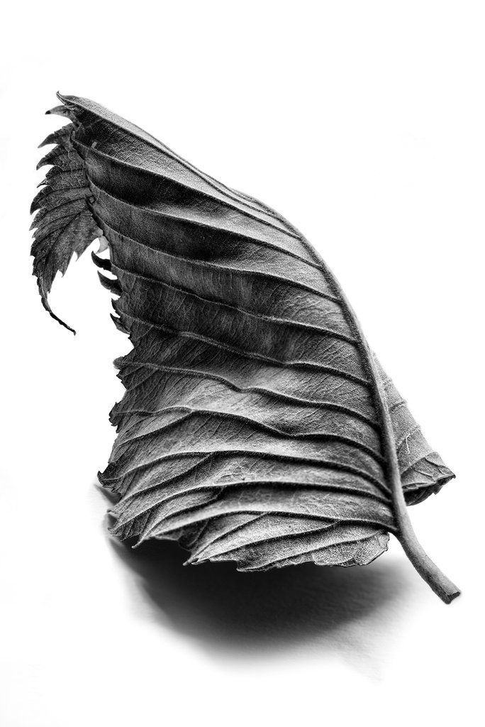 Black and White Photograph of a Dramatic Curled Leaf - Black and White Photograph of a Dramatic Curled Leaf -   18 beauty Images black and white ideas