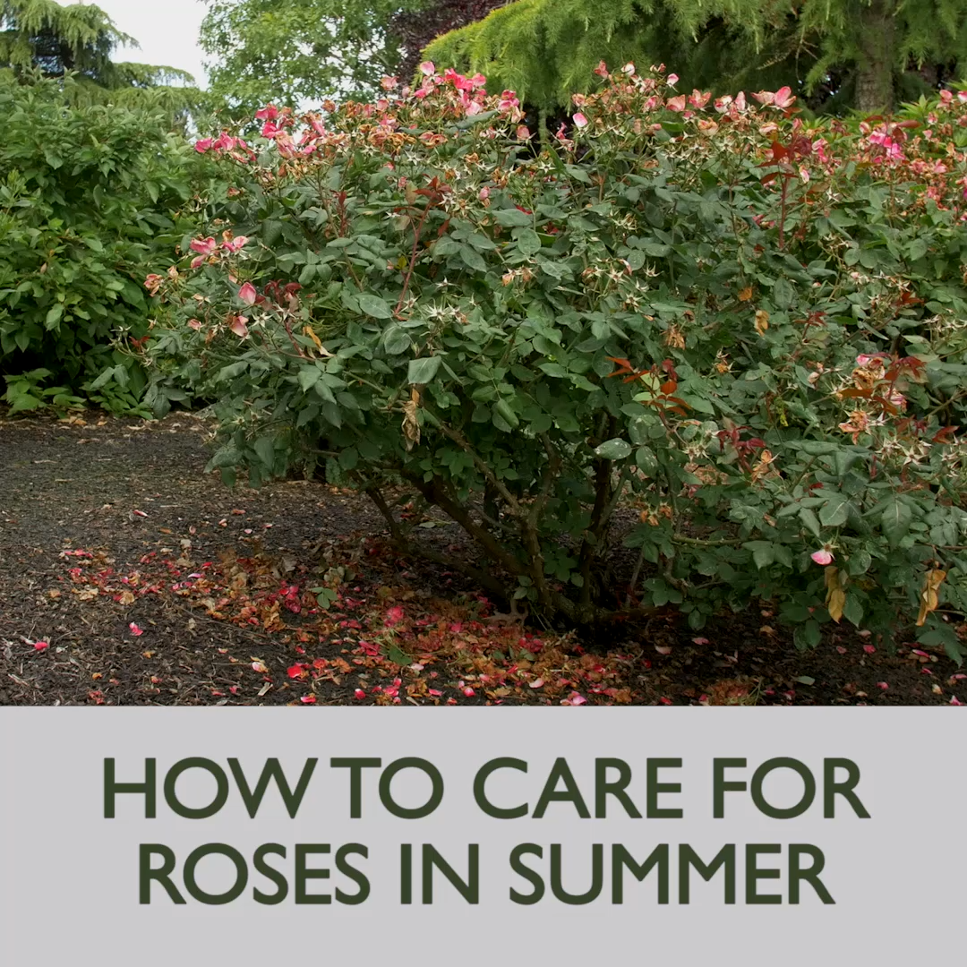 How to Care for Roses in the Summer - How to Care for Roses in the Summer -   18 diy Garden flowers ideas