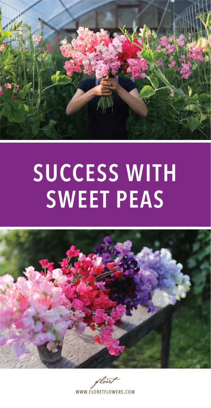 How to Grow Sweet Peas - How to Grow Sweet Peas -   18 diy Garden flowers ideas