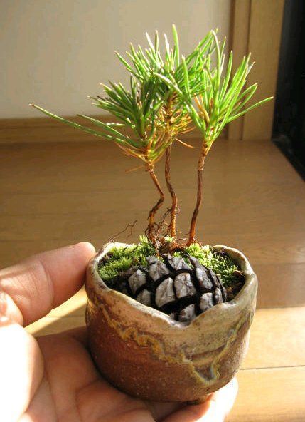 DIY Pine Cone Bonsai - How To Make A Pine Cone Bonsai - DIY Pine Cone Bonsai - How To Make A Pine Cone Bonsai -   18 diy Garden flowers ideas