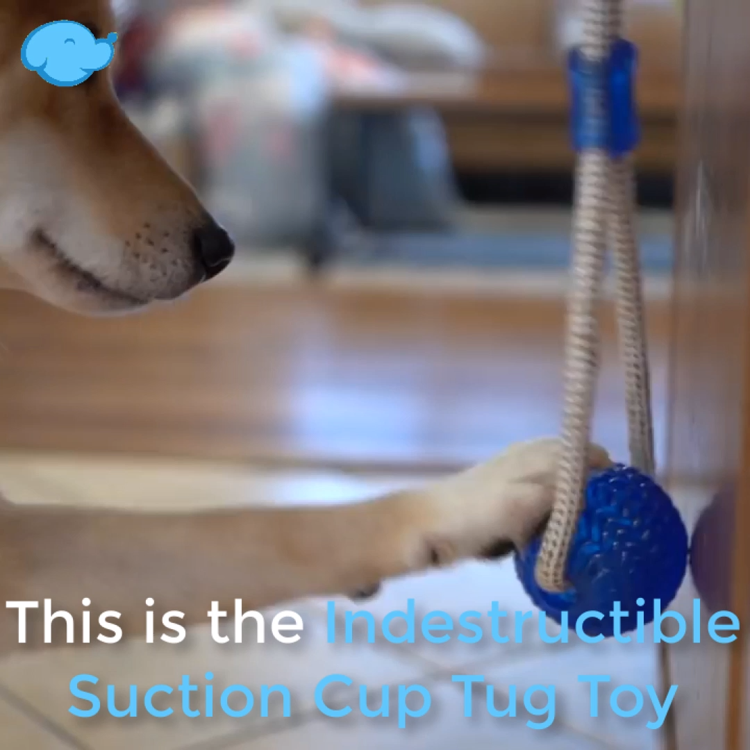 ? Indestructible Suction Cup Tug Toy - Ultimate Dog Toy! - ? Indestructible Suction Cup Tug Toy - Ultimate Dog Toy! -   diy Dog videos