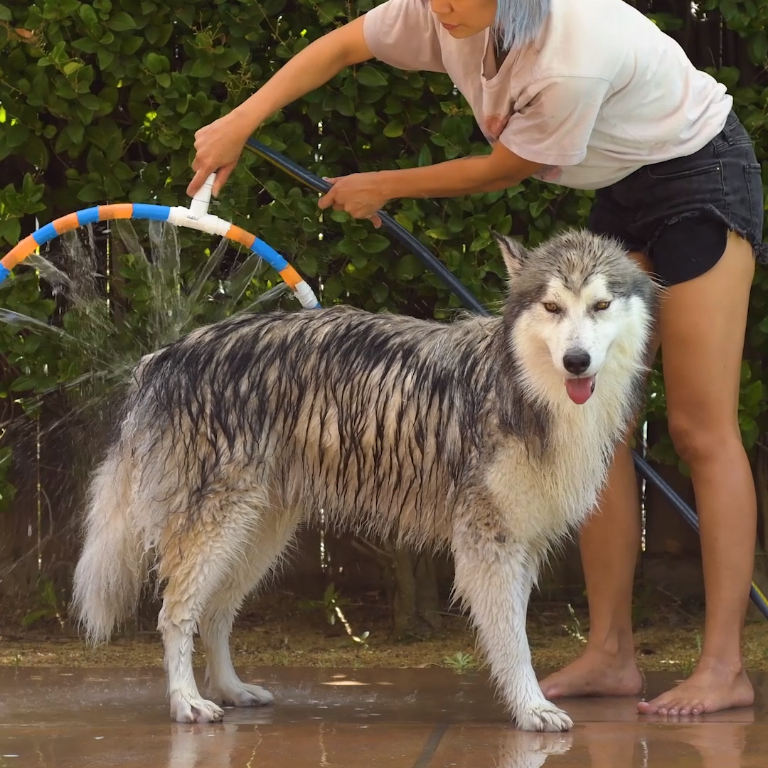 DIY Dog Bath - DIY Dog Bath -   21 diy Dog videos ideas