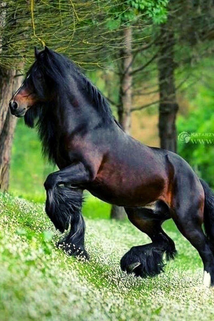 Horses Are Majestic Animals - Horses Are Majestic Animals -   12 horses beauty Photography ideas