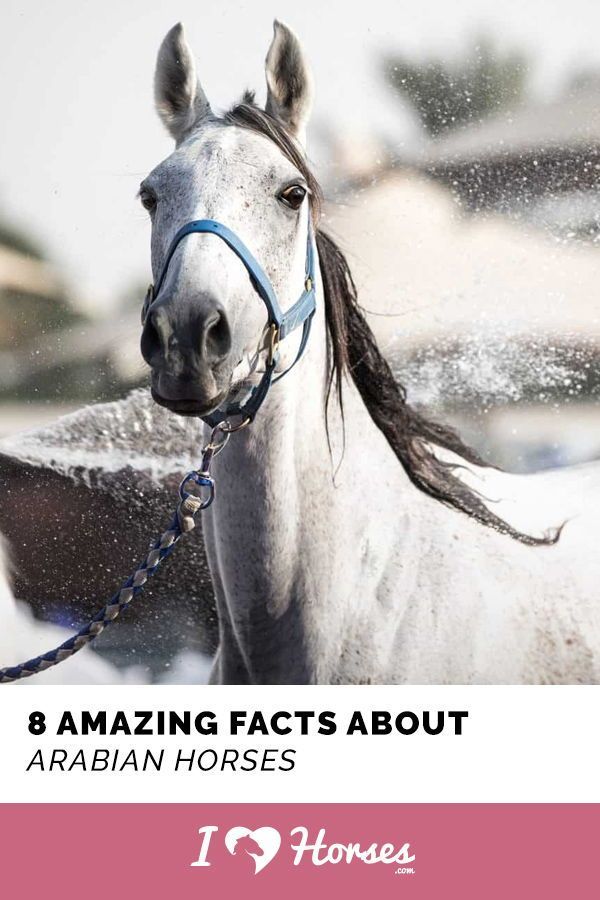 8 Amazing Facts About Arabian Horses - 8 Amazing Facts About Arabian Horses -   12 horses beauty Photography ideas