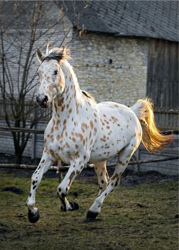 Galloping appaloosa stallion - Galloping appaloosa stallion -   12 horses beauty Photography ideas