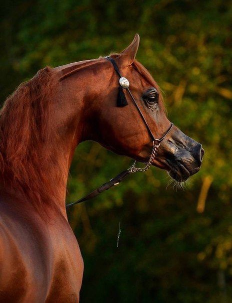 Arabian Horse - Arabian Horse -   12 horses beauty Photography ideas