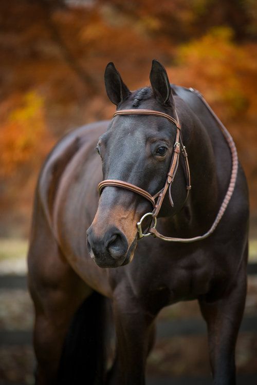 Equine — Impulse Photography - Equine — Impulse Photography -   12 horses beauty Photography ideas