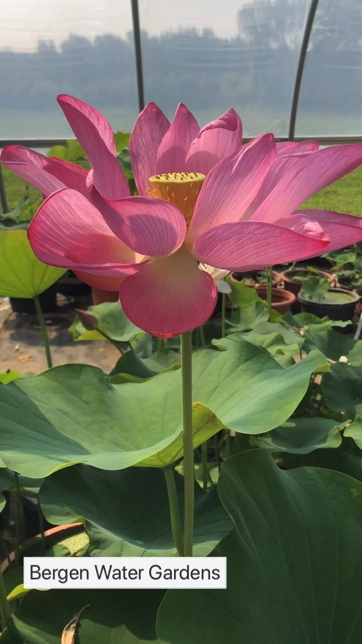 Giant lotus - Giant lotus -   beauty Flowers lotus